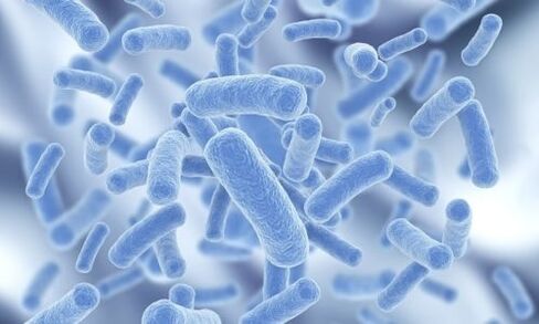 bakteria dalam tubuh manusia